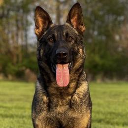 German Shepherds from Vom Stainherz kennels
