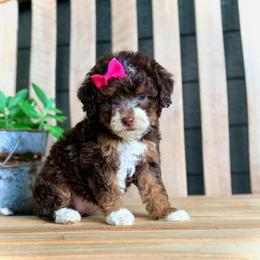 Ruby - Tri-color female Bernedoodle puppy in Runaway Bay, Texas from Green Ranch Doodles