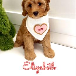 Elizabeth - Apricot female Cavapoo puppy in Buford, Georgia from Petite Posh Puppies