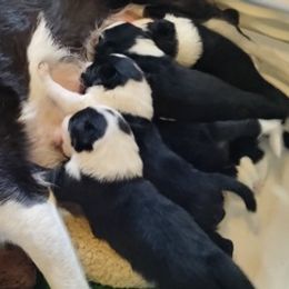 Border Collies from Rhonna Dias