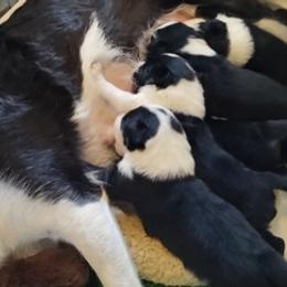 Border Collies from Rhonna Dias