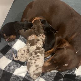 Dachshund puppies from Darci's Dachshunds