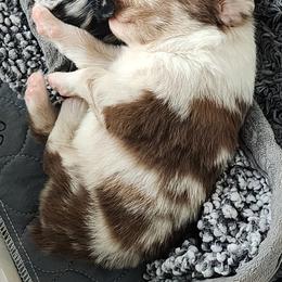Australian Shepherd Puppies from Tatum's Aussie Possie
