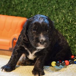 Bernedoodle and Bernese Mountain Dog Puppies from Brentwood Berners