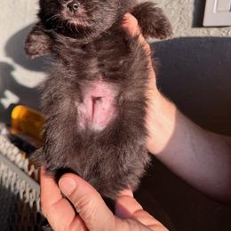 Shadow - Black and tan parti Pomeranian puppy in Modesto, California from SelfiePoms