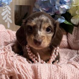 Houda - Dapple female Dachshund puppy in Fayetteville, West Virginia from Loop Creek Dachshunds