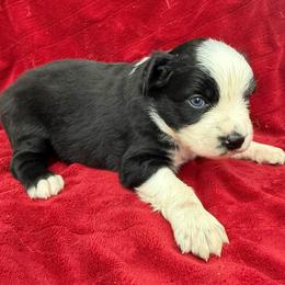 Romeo - Black & white male Australian Shepherd puppy in Kimbolton, Ohio from Wagon Wheel Aussies