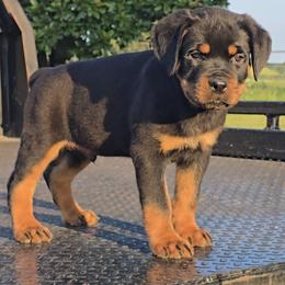 Boy 1 - Black and mahogany male Rottweiler puppy in Holts Summit, Missouri from Hurleyhaus Rottweilers
