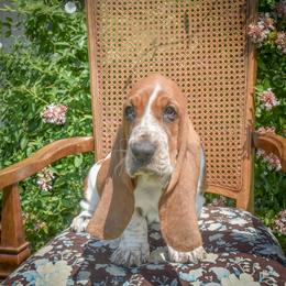 Girl 2 (NEW VIDEO) - Mahogany and white female Basset Hound puppy in Pauls Valley, Oklahoma from Puppy-Love Bassets