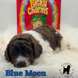 Blue Moon - Parti male Goldendoodle puppy in Ponchatoula, Louisiana from Real Life Furrytales
