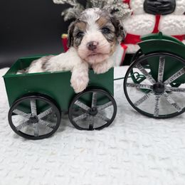 Mistletoe - Merle female Cavapoo puppy in Austin, Texas from Doodles of Central Texas