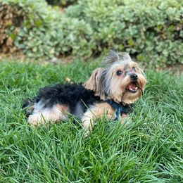 Yorkshire Terrier Puppies from Sunshine Yorkies