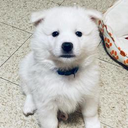 Gideon - White male American Eskimo Dog puppy in Westwego, Louisiana from Connie's American Eskimo Dogs and Mini Australian Shepherd Dogs