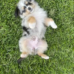 Australian Shepherd, Miniature American Shepherd, Miniature Australian Shepherd, and Toy Australian Shepherd Puppies from Painted Blue Aussies