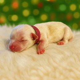 Pink - Chocolate, tan and white female Yorkshire Terrier puppy in Selden, New York from Alisha's Yorkshire Terriers