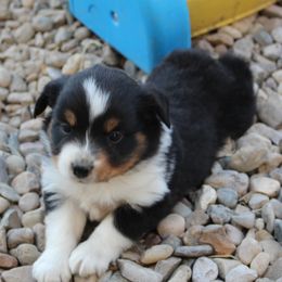 Miniature American Shepherd Puppies from Brunskills Mini Americans