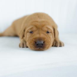 Sunny - Yellow female Labrador Retriever puppy in Allons, Tennessee from UC Labradors LLC
