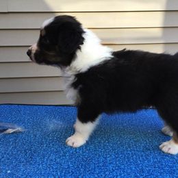 Australian Shepherd Puppies from Impact Australian Shepherds