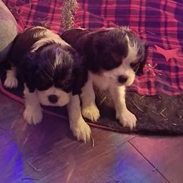 Crispy - Tri-color male Cavalier King Charles Spaniel puppy in Longview, Texas from Casanova Cavalier King Charles Spaniels