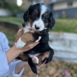 Balto - Black tri-color male Aussiedoodle puppy in Rexburg, Idaho from Madeline Wendt