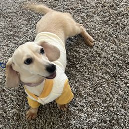 Eggo - Dachshund