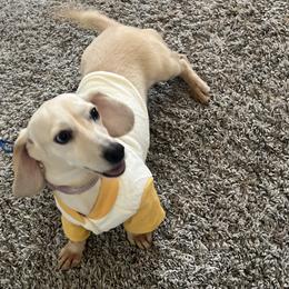 Eggo - Dachshund