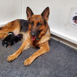 German Shepherd puppies from Semper Fi K-9