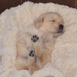 Pink - Golden female Golden Retriever puppy in Webster City, Iowa from Whispering Pines Precious Puppies