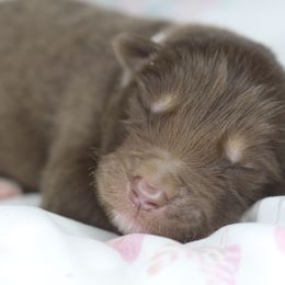 Hershey - Red and white male Alaskan Malamute puppy in Independence, Virginia from New River Valley Malamutes