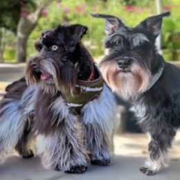 Miniature Schnauzer puppies from F&K Mini Schnauzers