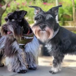 Miniature Schnauzer puppies from F&K Mini Schnauzers