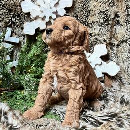 Silk - Red  female Goldendoodle puppy in Placerville, California from New Dawn Poodles and Doodles