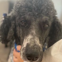 Poodles from Fur Baby Manor