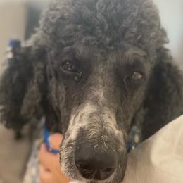 Poodles from Fur Baby Manor