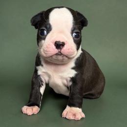 AKC Vinnie - Brindle and white male Boston Terrier puppy in Galena, Kansas from RottNBostons