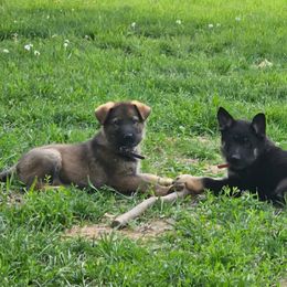 German Shepherd Puppies from Von Thomson Haus