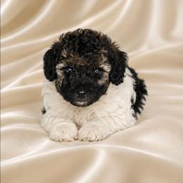 Panda - Sable female Poodle puppy in Maplewood, New Jersey from Poos&Bulls Keepsake