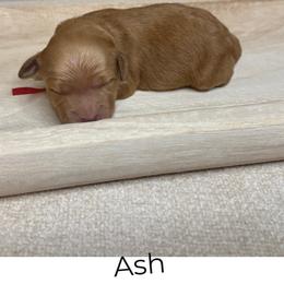 Ash - Red  male Goldendoodle puppy in Layton, Utah from Gracious Doodle Dogs
