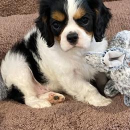 Cavalier King Charles Spaniel Puppies from Fairwyn Farm Cavalier King Charles Spaniels