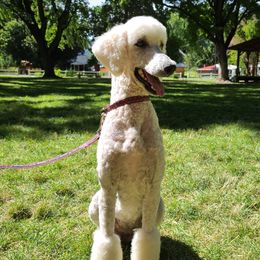 Twinky - Poodle