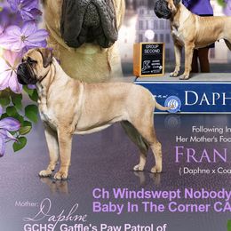 Frances - Bullmastiff