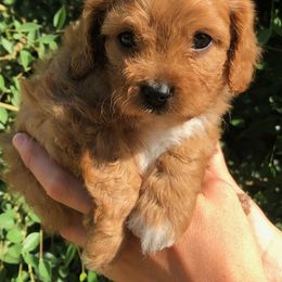 Cavalier King Charles Spaniel and Cavapoo Puppies from Small Town Cavaliers