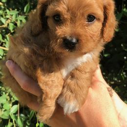 Cavalier King Charles Spaniel and Cavapoo Puppies from Small Town Cavaliers