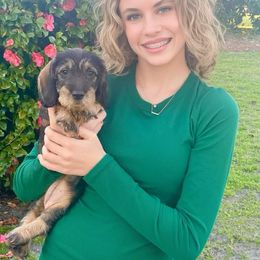 Dachshund Puppies from Two River Wirehaired Dachshunds