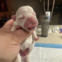 French Bulldog Puppies from 330 Ohio Kennel