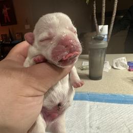 French Bulldog Puppies from 330 Ohio Kennel