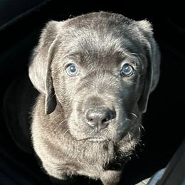 Dilute Retrievers and Labrador Retrievers from NorCal Silver & Coal Labradors