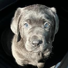 Dilute Retrievers and Labrador Retrievers from NorCal Silver & Coal Labradors