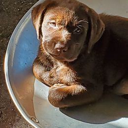 Labrador Retriever Puppies from Silver State Service Dogs, LLC