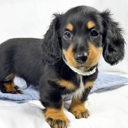 Dill pickle - Black and tan male Dachshund puppy in Sacramento, California from MiniDoxPups